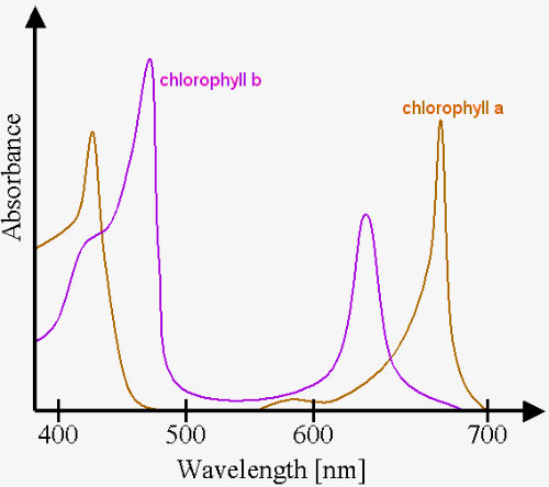 LED-chlorophyll.jpg