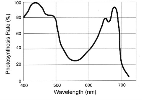 LED-light-absorbed-by-plant.jpg