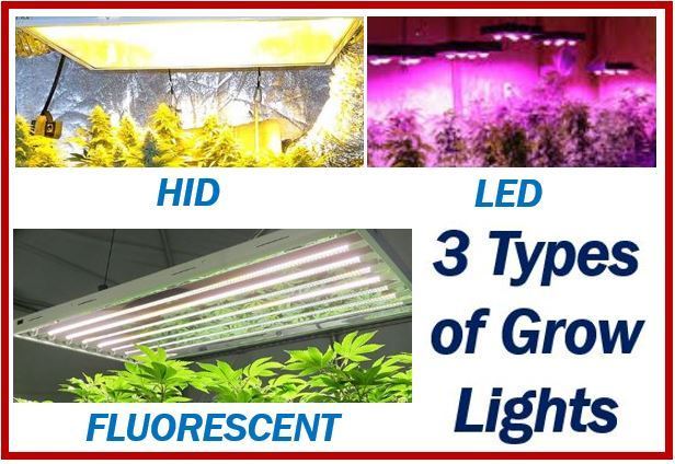 Grow-lights-image-for-article-cannabis-business.jpg