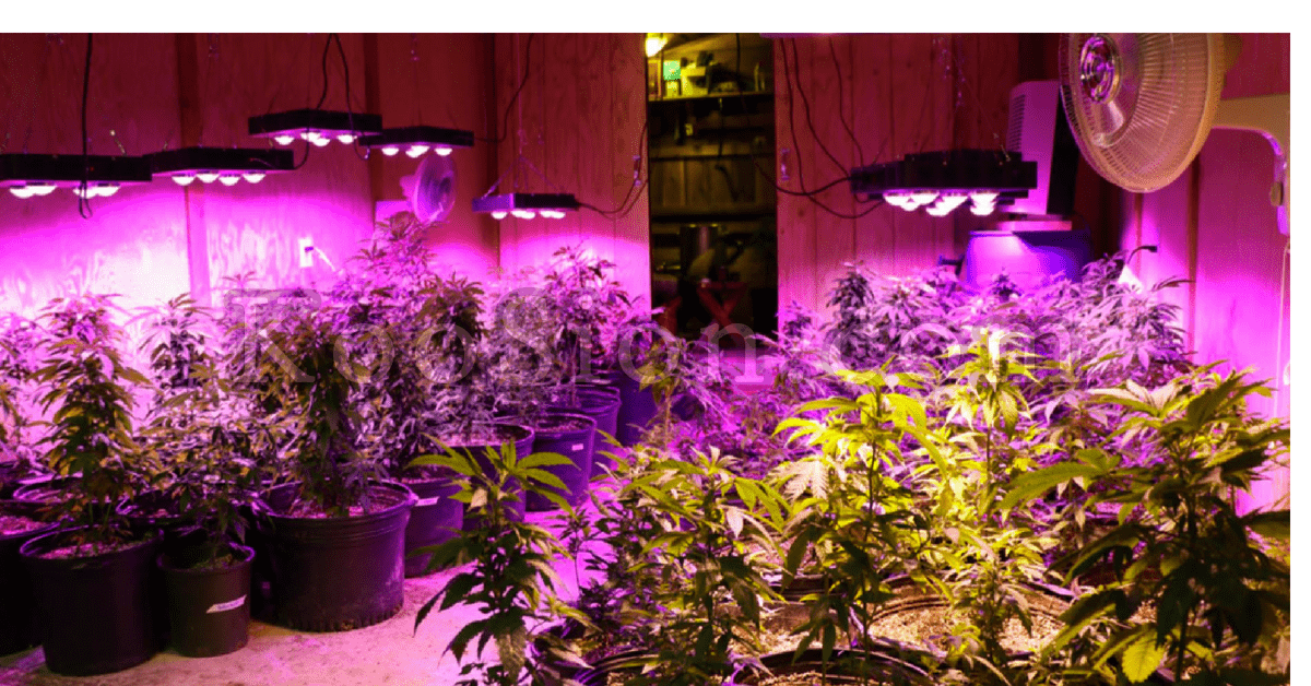 The-6-Best-LED-Grow-Lights-of-2018.png